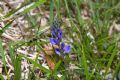 Polygala vulgaris